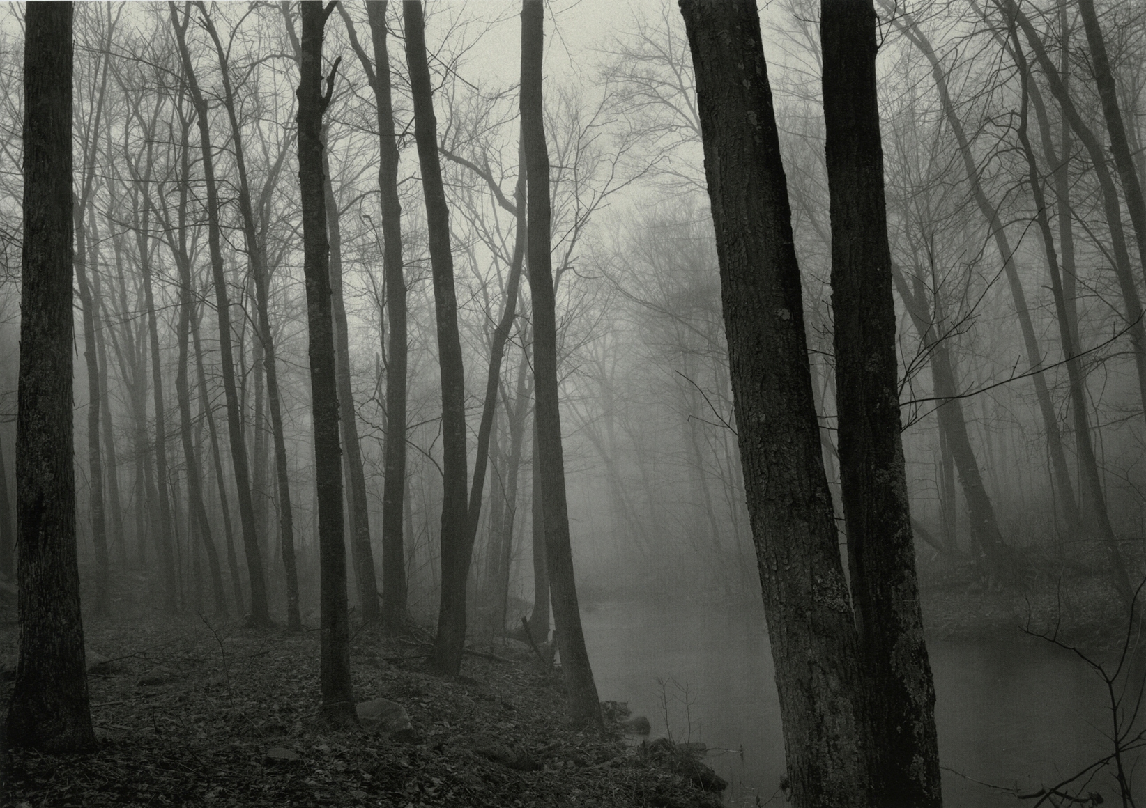 Fog and Trees, Redding, Connecticut, 1968, vintage gelatin silver print