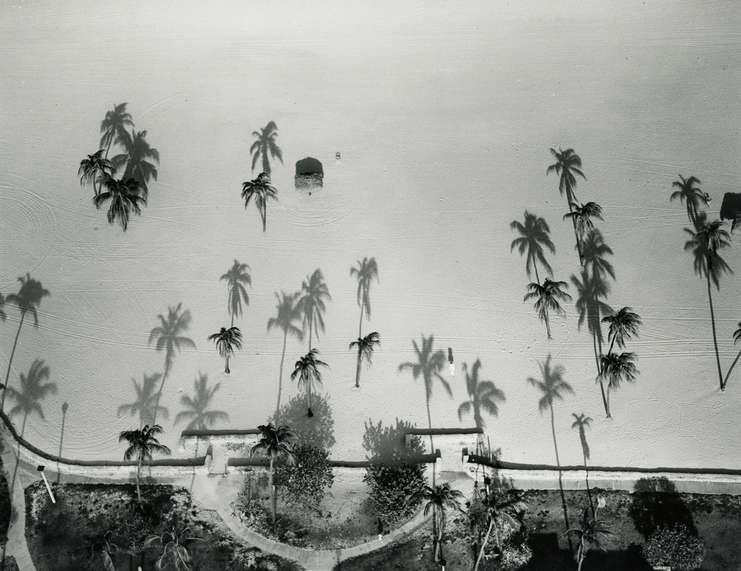 Palm Trees, Miami, FL, 1987