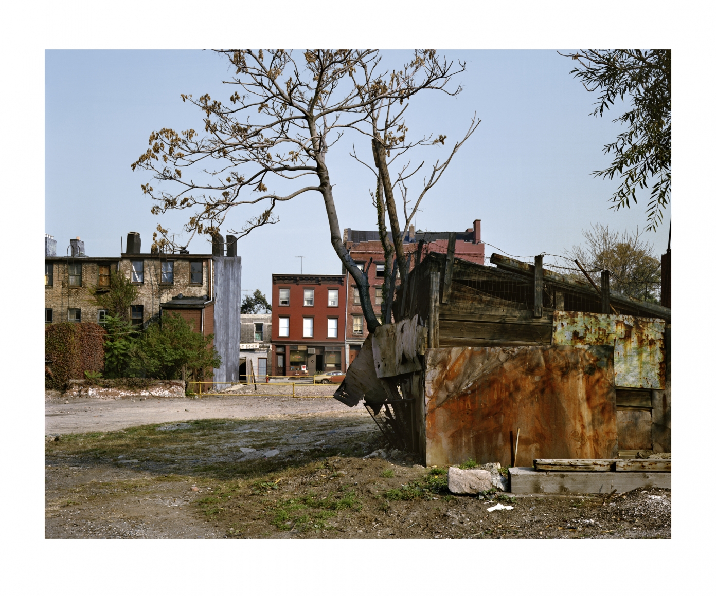 Vinegar Hill Tree, 1985, digital chromogenic print