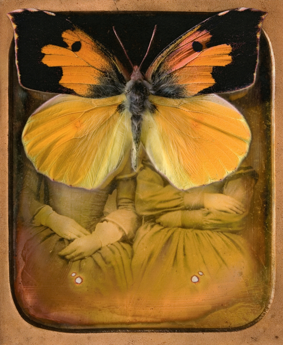 Colias eurydice, 2007