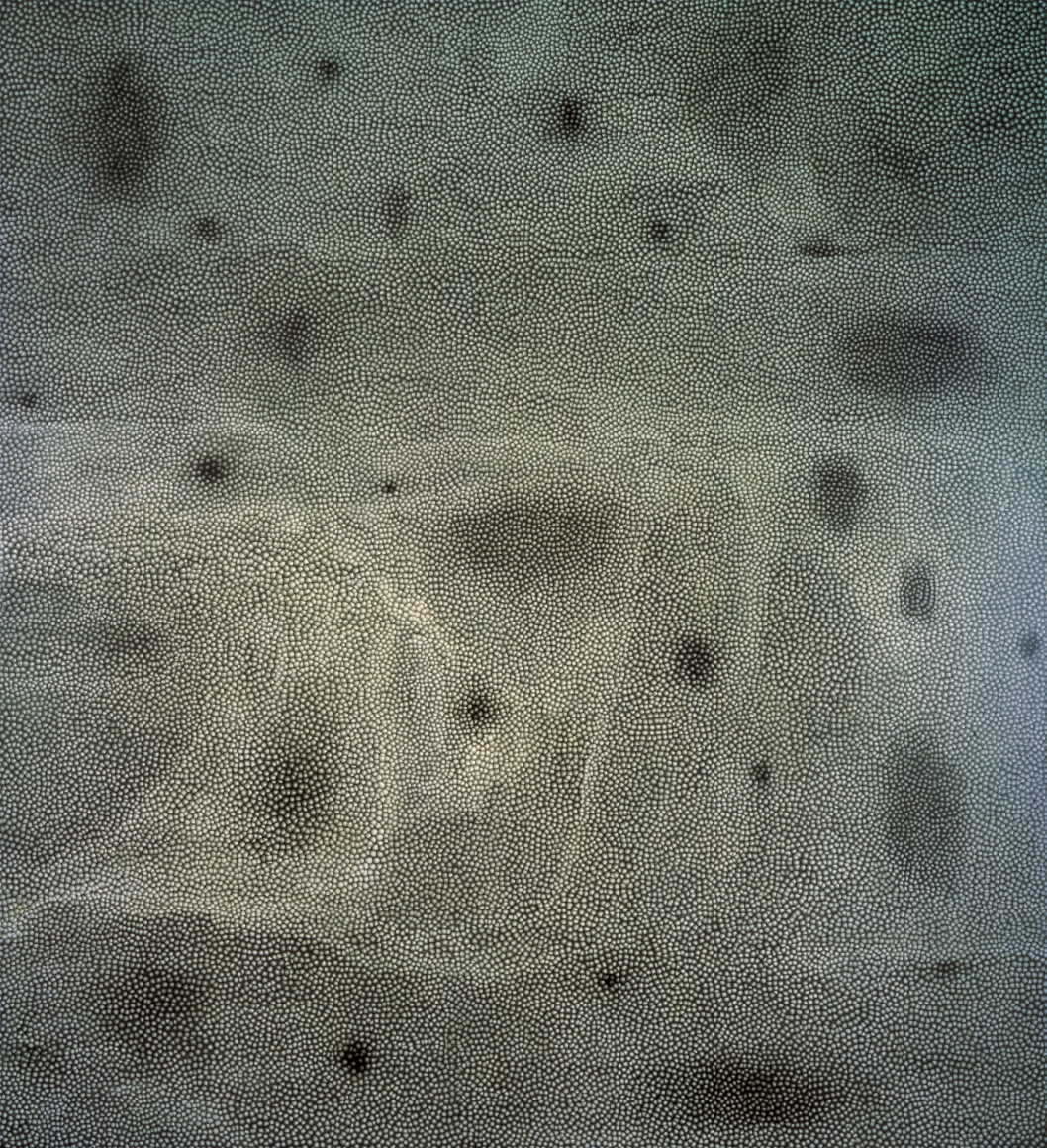 ROSS BLECKNER, Times & Communities, 1998