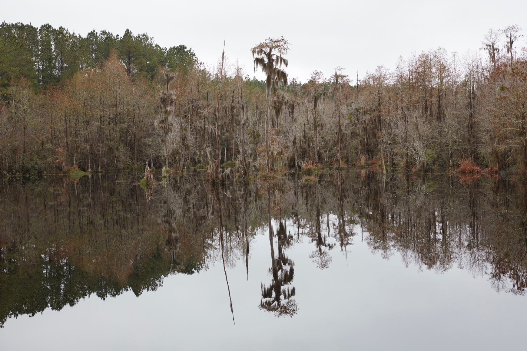 CATHERINE OPIE, Untitled #7 (Swamps), 2019