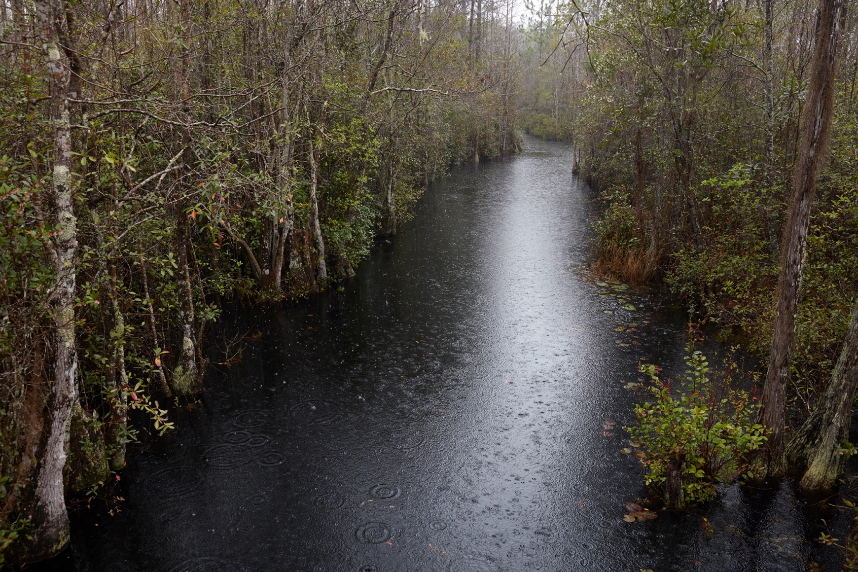 CATHERINE OPIE, Untitled #6 (Swamps), 2019