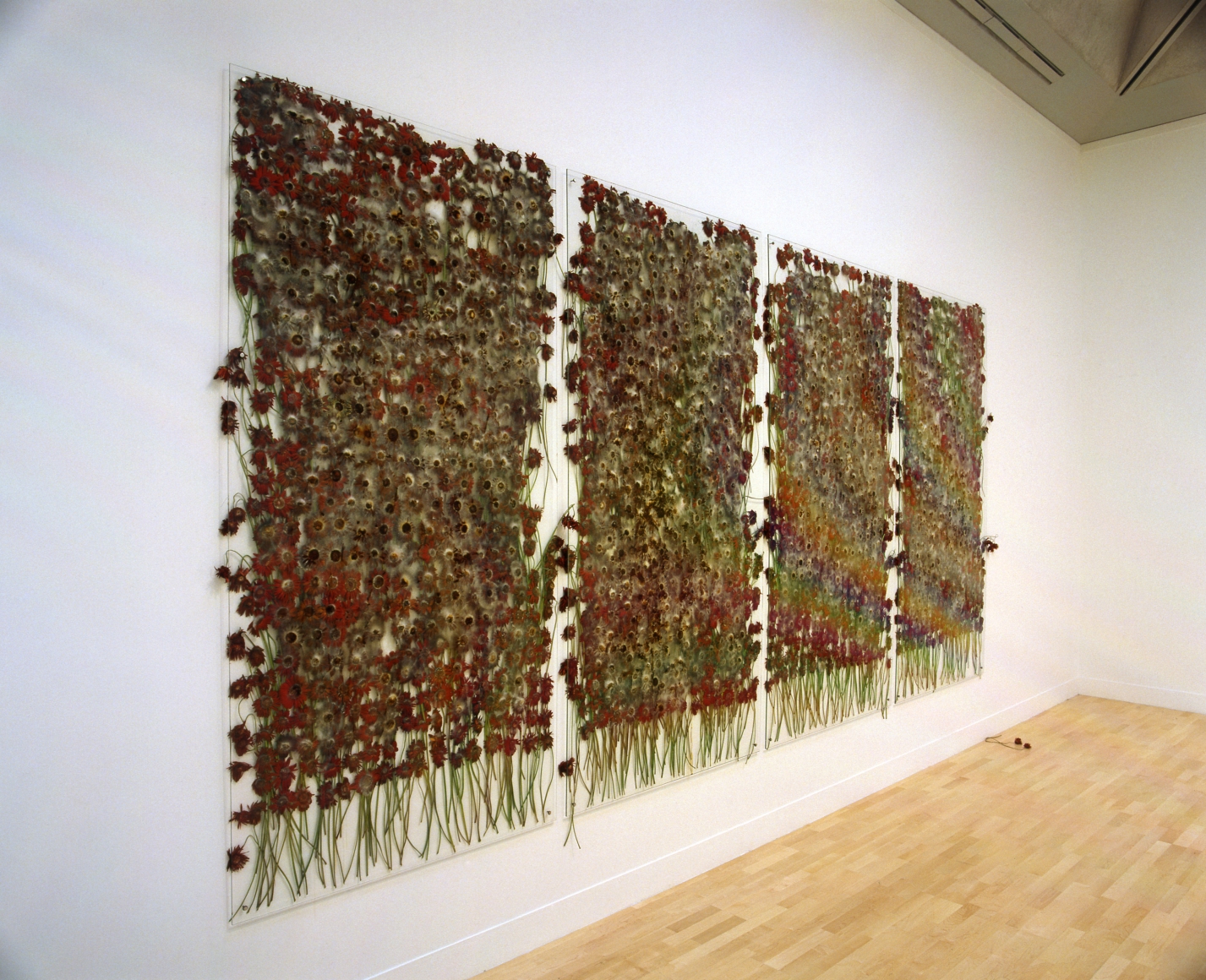 preserve 'beauty', 1991/2003, 九百朵紅色非洲菊 玻璃