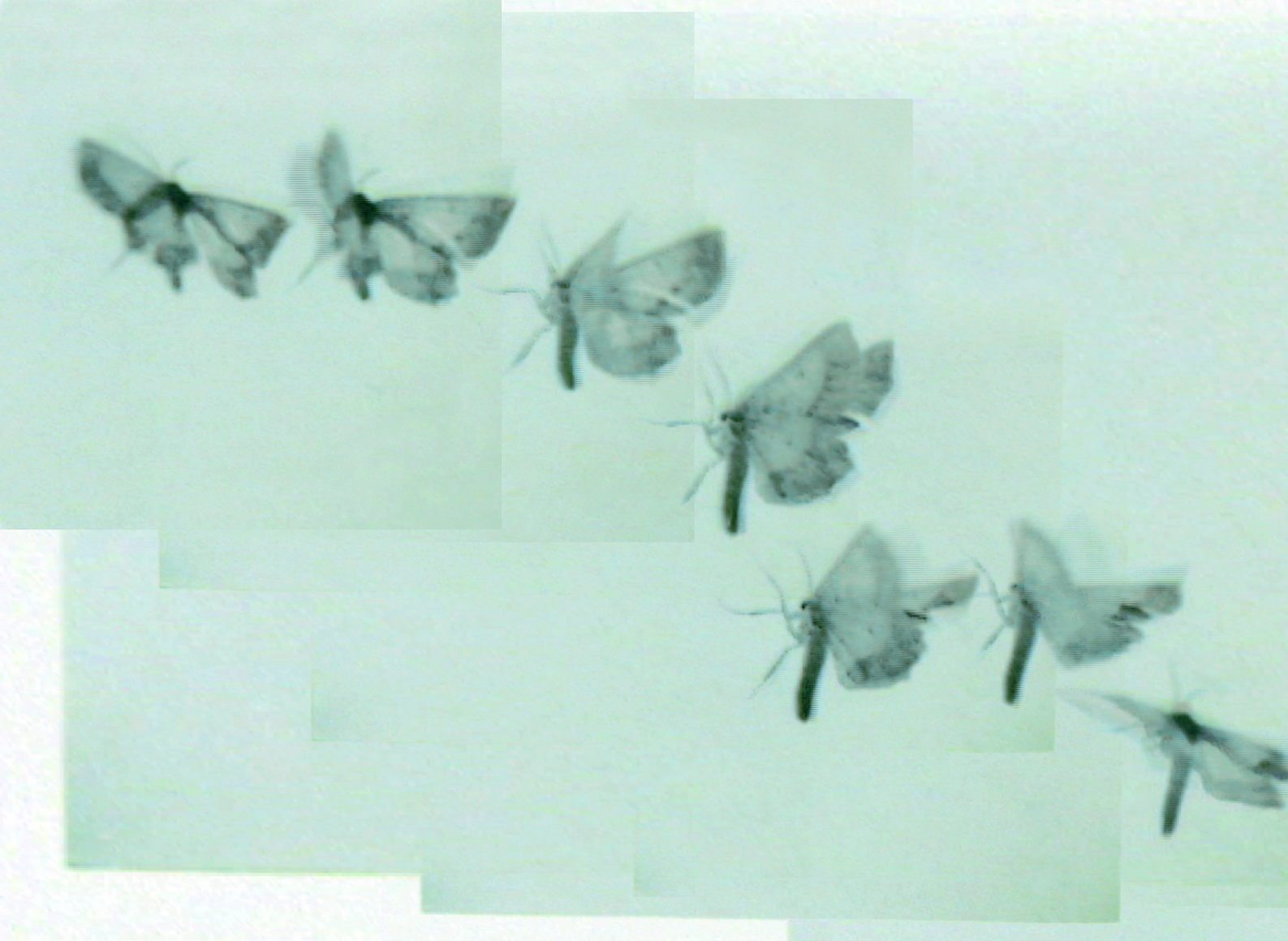 DOUG & MIKE STARN, ATL Film Still 2, 2000-2004