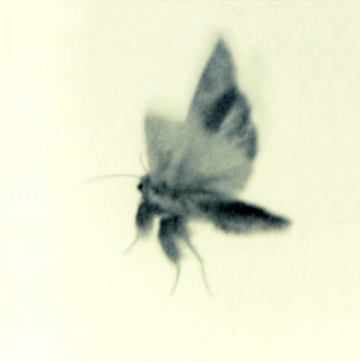 DOUG & MIKE STARN, ATL Film Still 1, 2000-2004