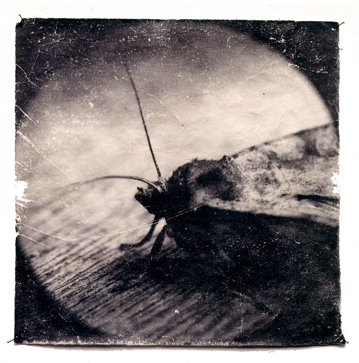 DOUG & MIKE STARN, Attracted to Light 4, 1996-2004