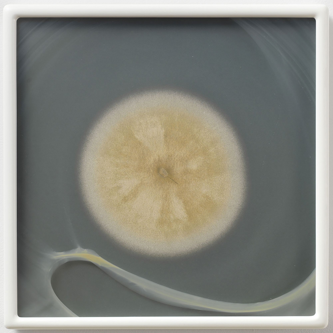 Aspergillus flavus myc 4 (CRCC) CZ #54