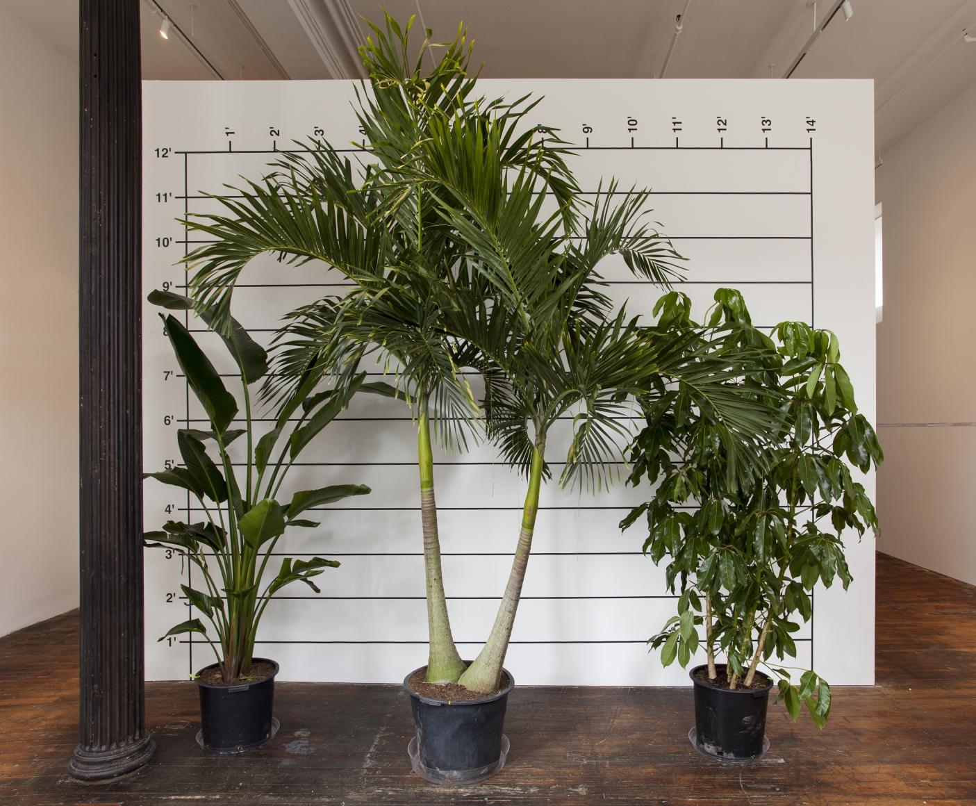 Measurement: Plants , 1969