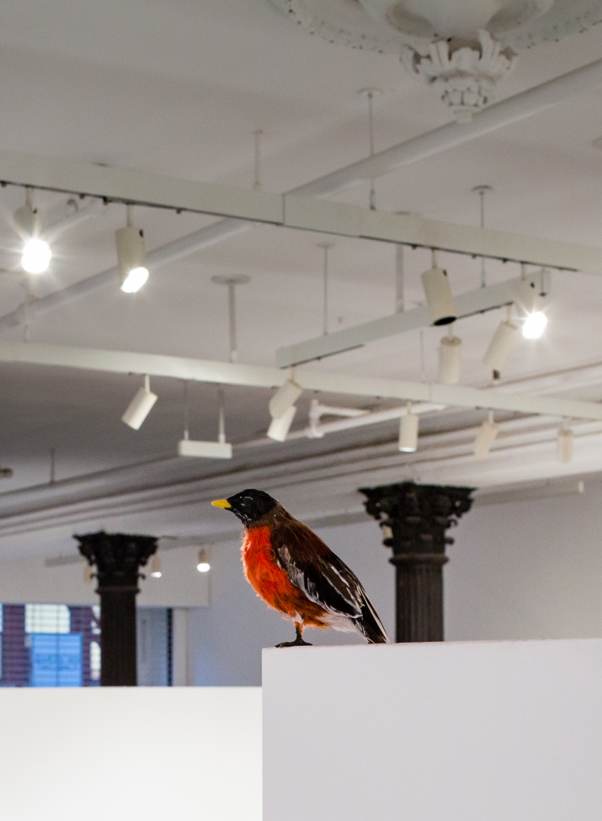 David Adamo Untitled (robin)