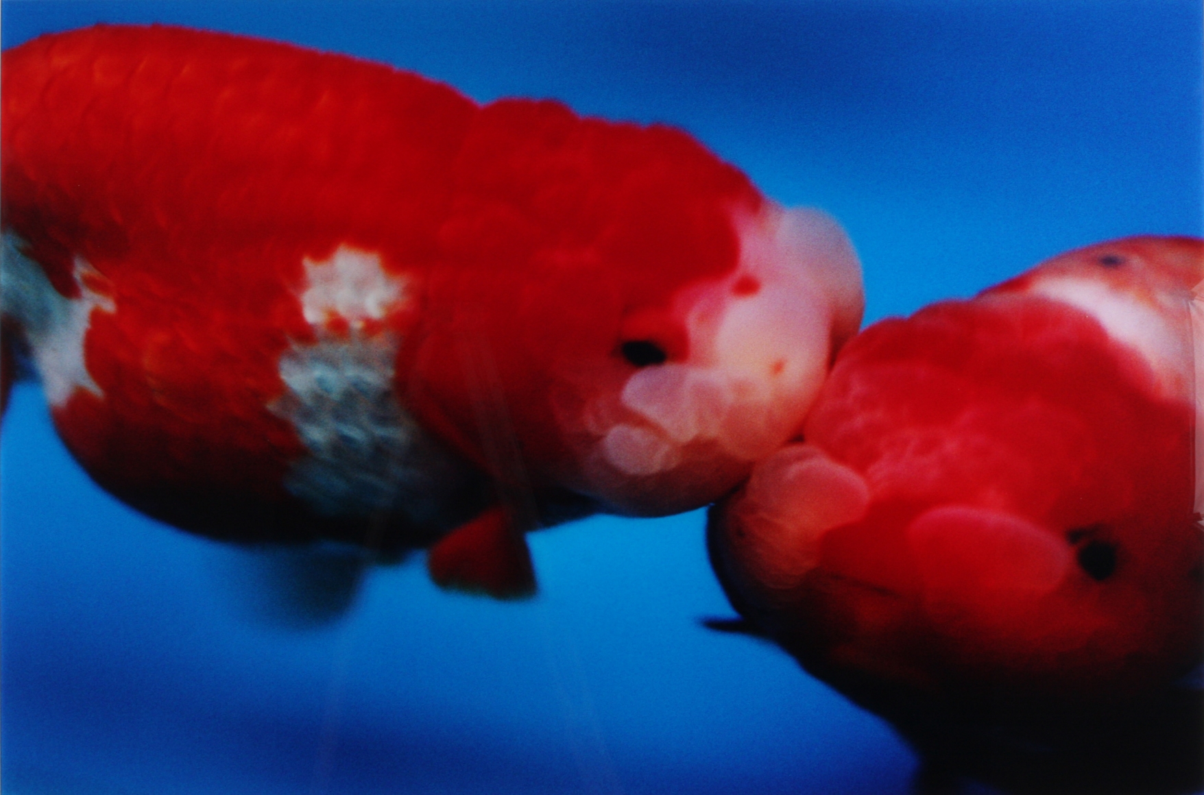 two fish by mika ninagawa
