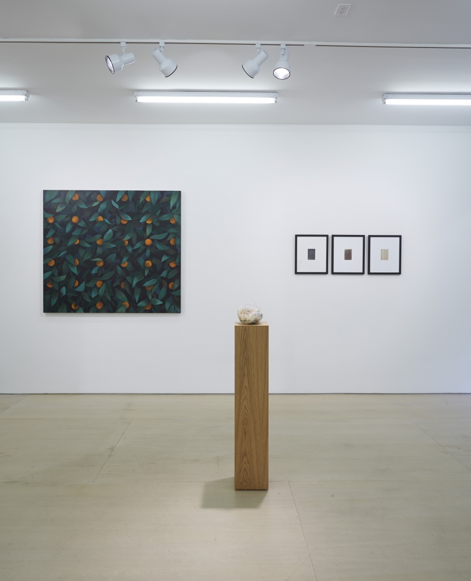 Ordering Nature (Installation View), 20 Clinton Street, 2015