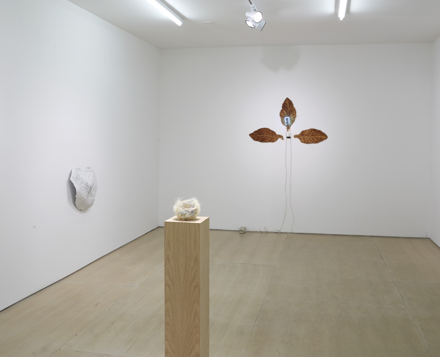 Ordering Nature (Installation View), 20 Clinton Street, 2015