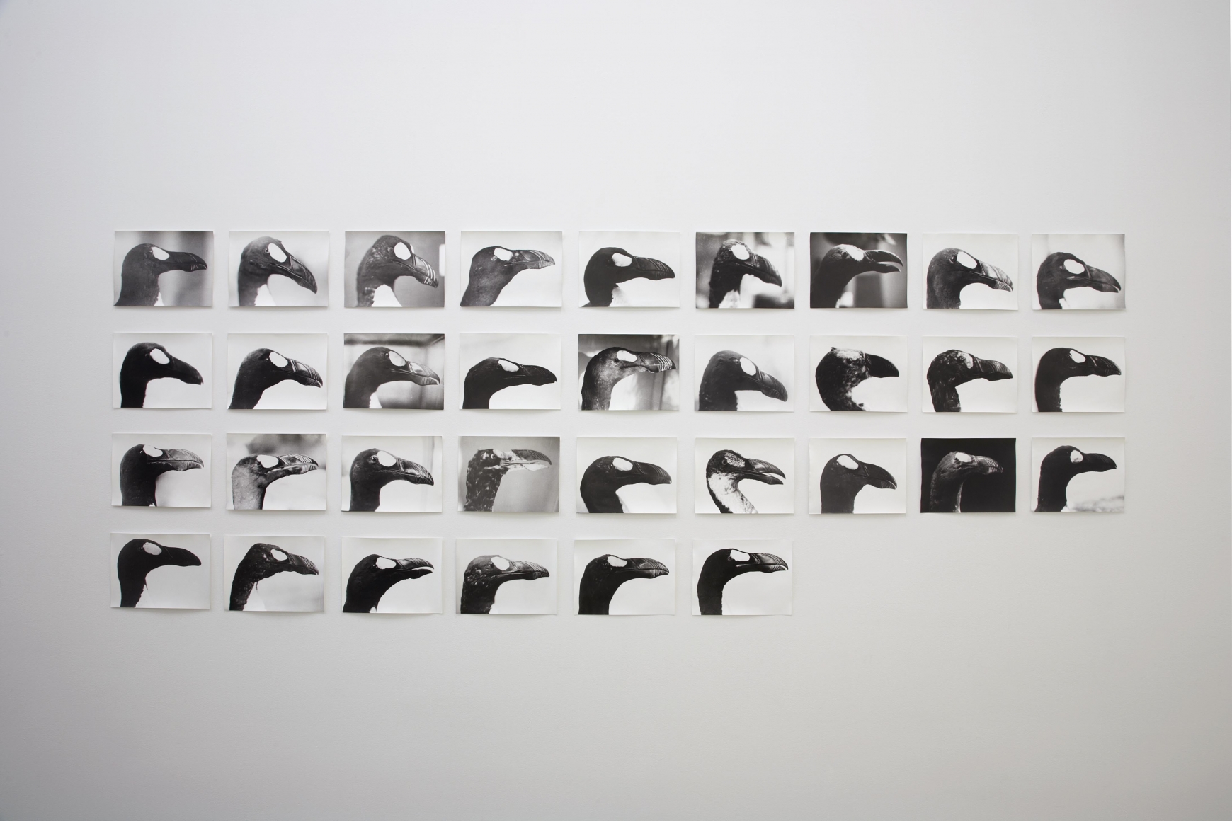 33 photographs of penguins by jochen lempert