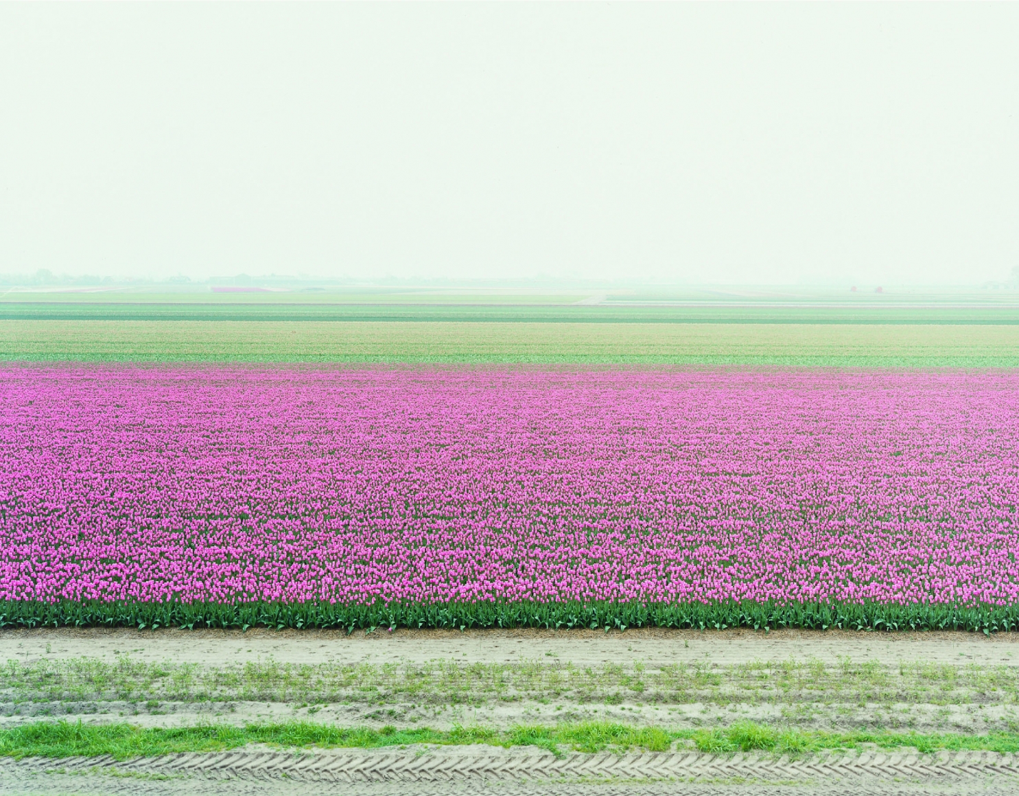 landscape with pink flowers by thomas fletchner