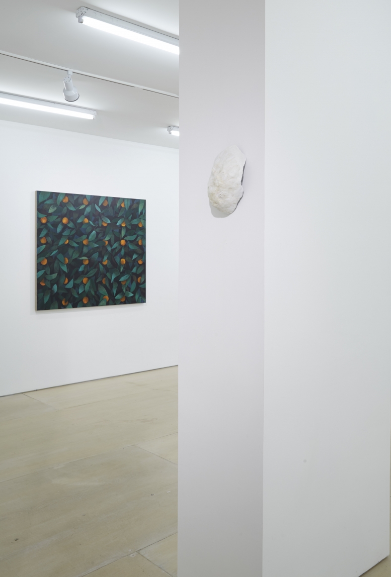 Ordering Nature (Installation View), 20 Clinton Street, 2015
