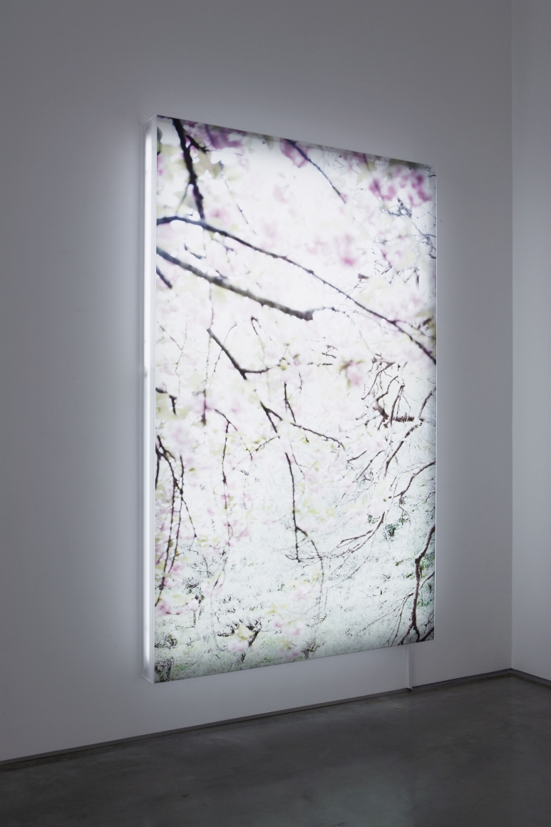 Sakura 7, 2003