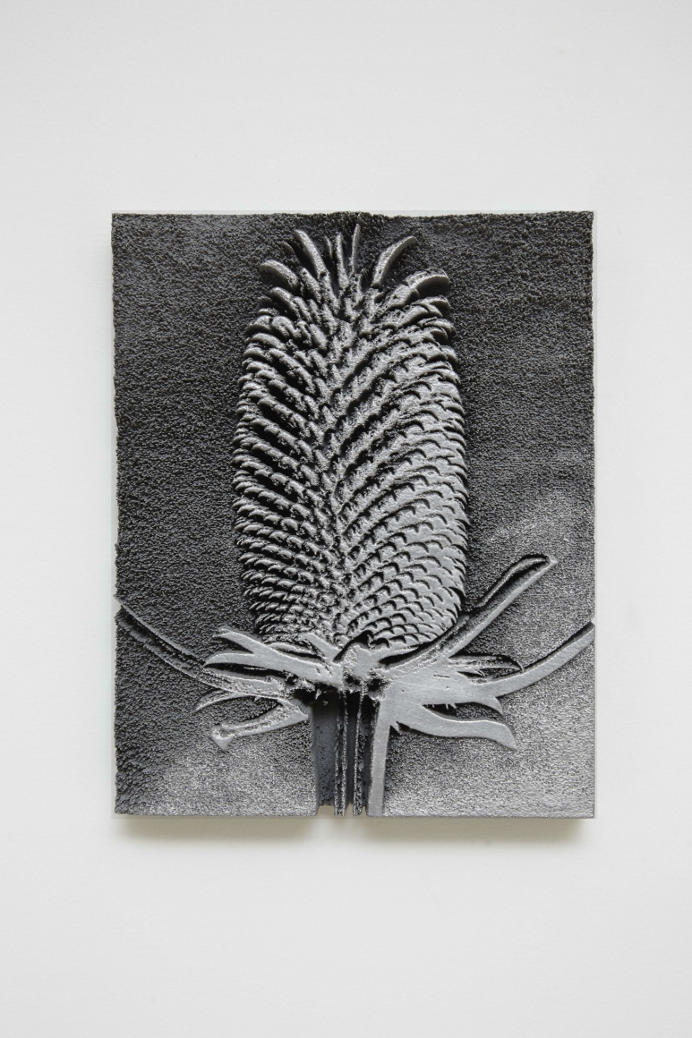 Spiros Hadjidjanos, Dipsacus Fullonum, 2015