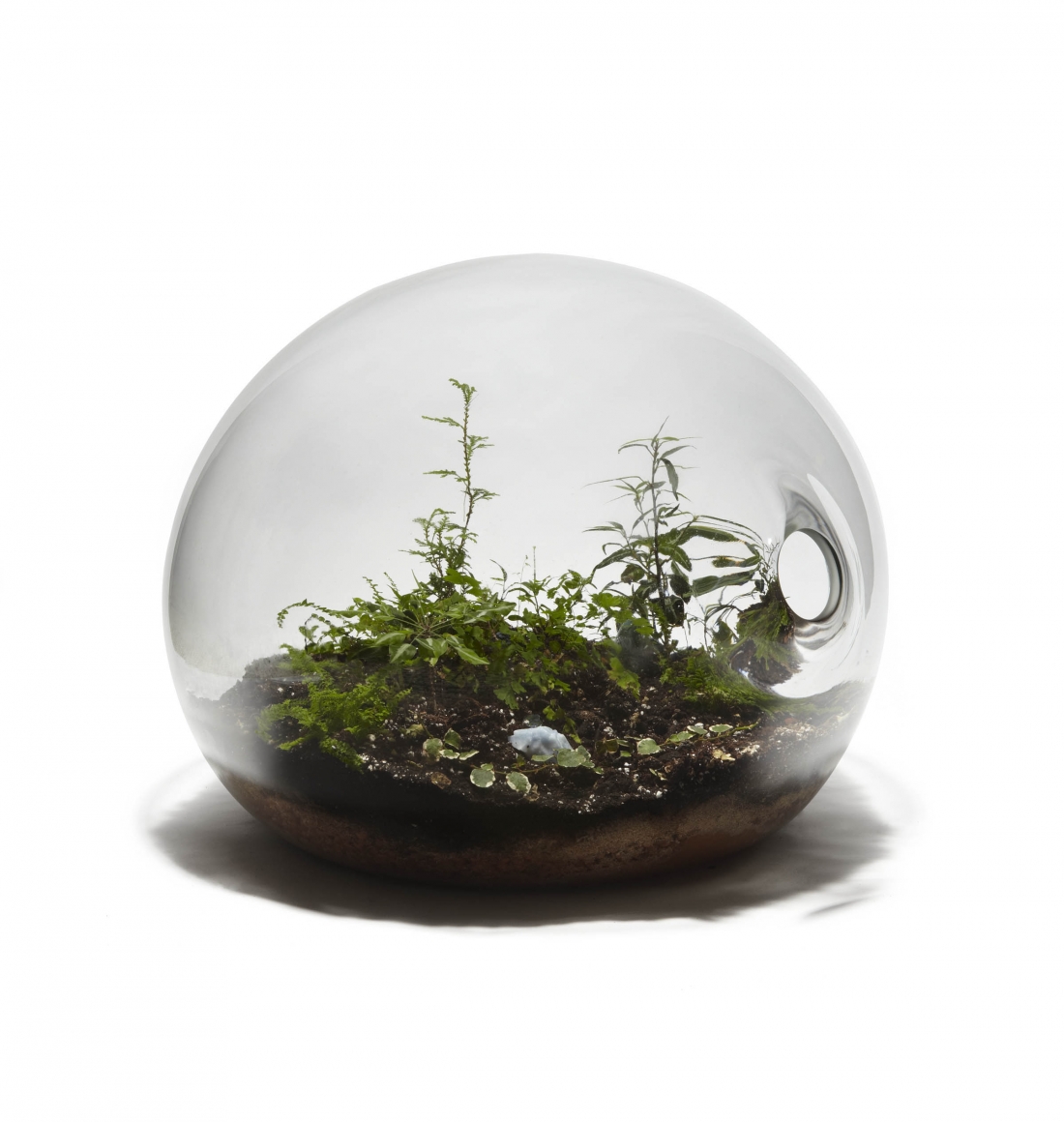 clear orb with plants by paula hayes