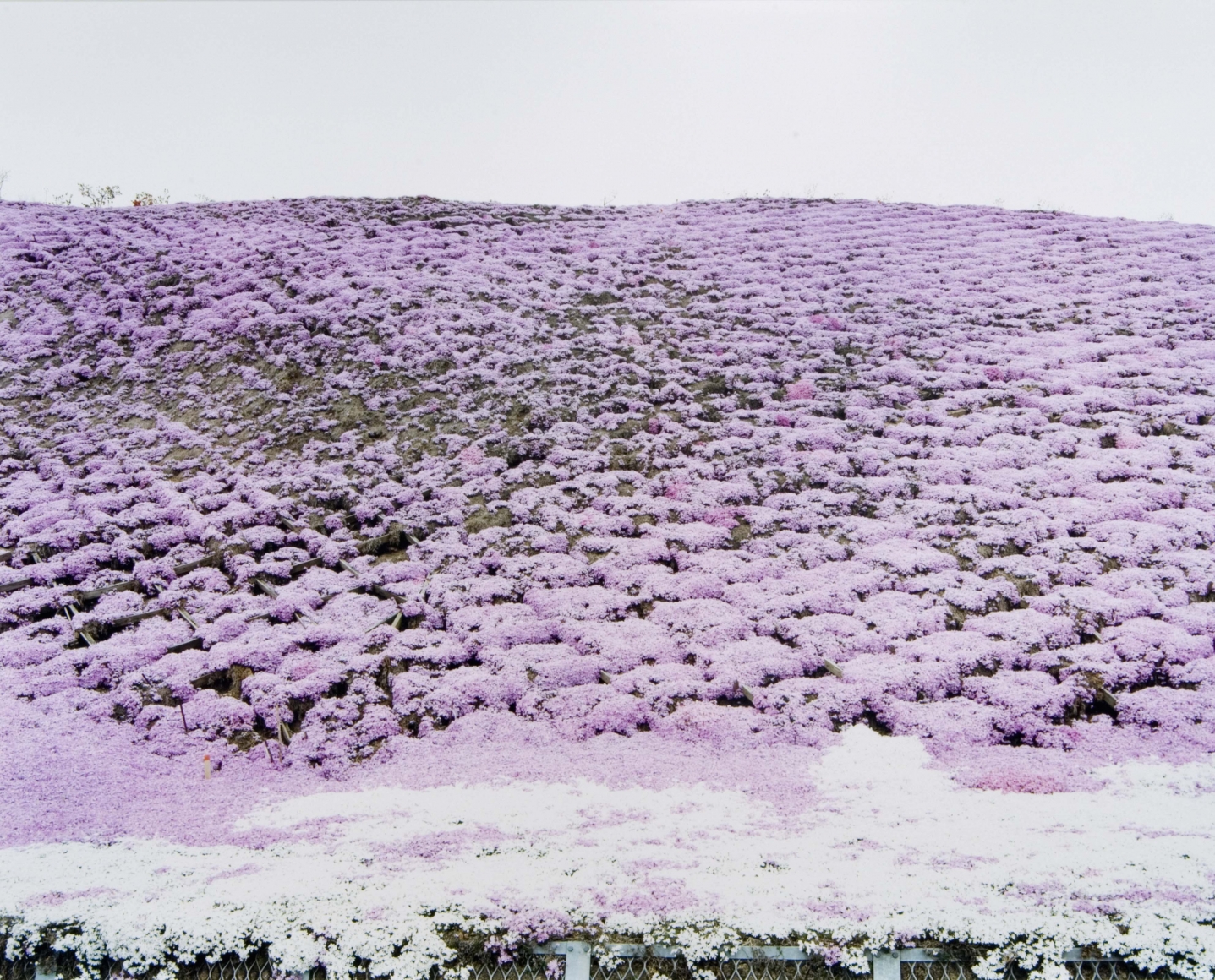 purple hills by thomas fletchner
