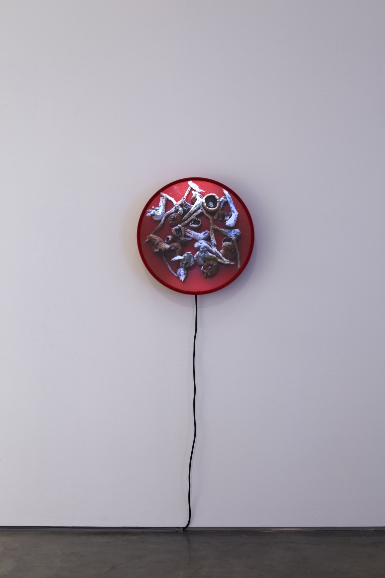 Nicholas Brooks, (psilocybin is in my soul), 2010