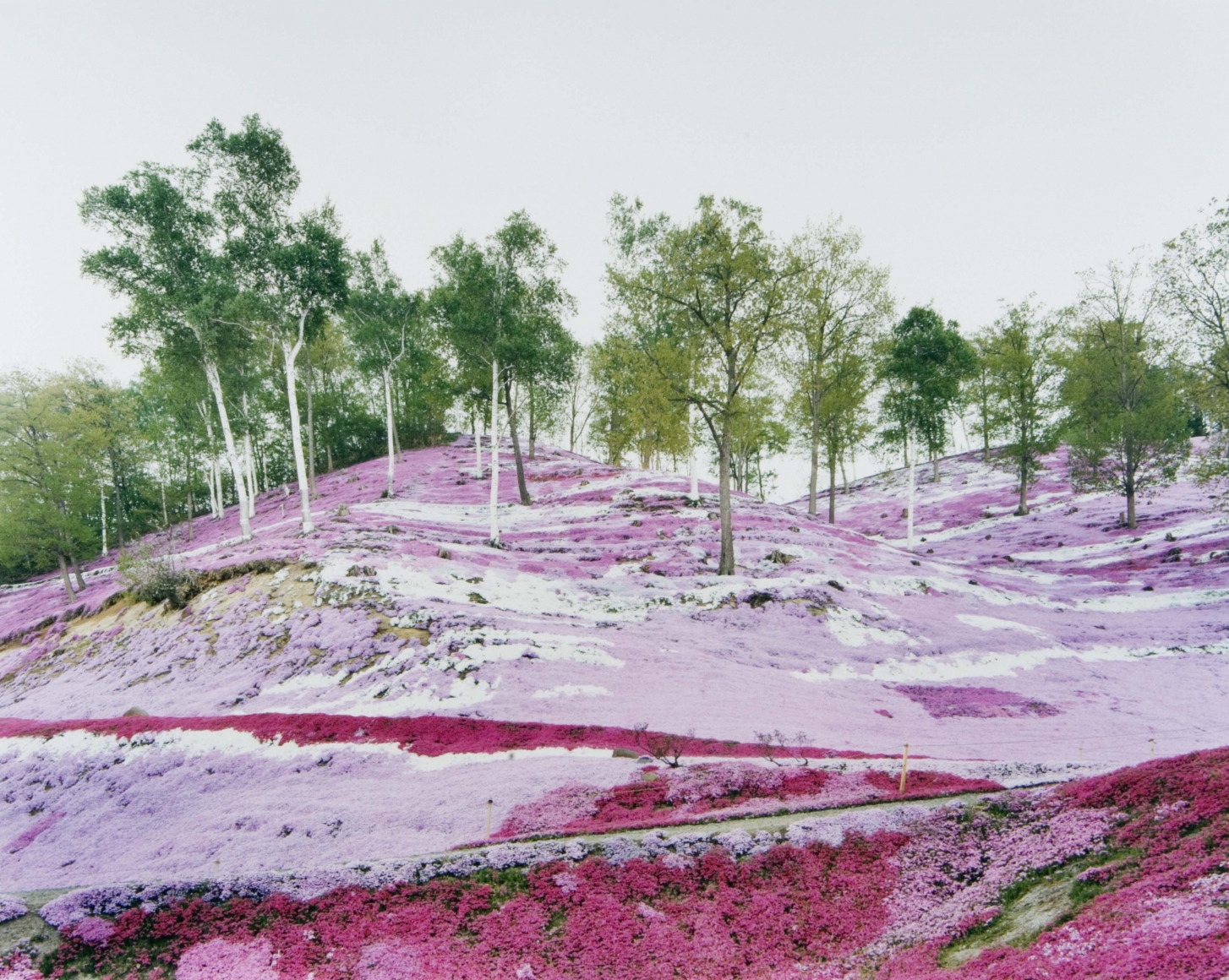 pink and green landscape by thomas fletchner