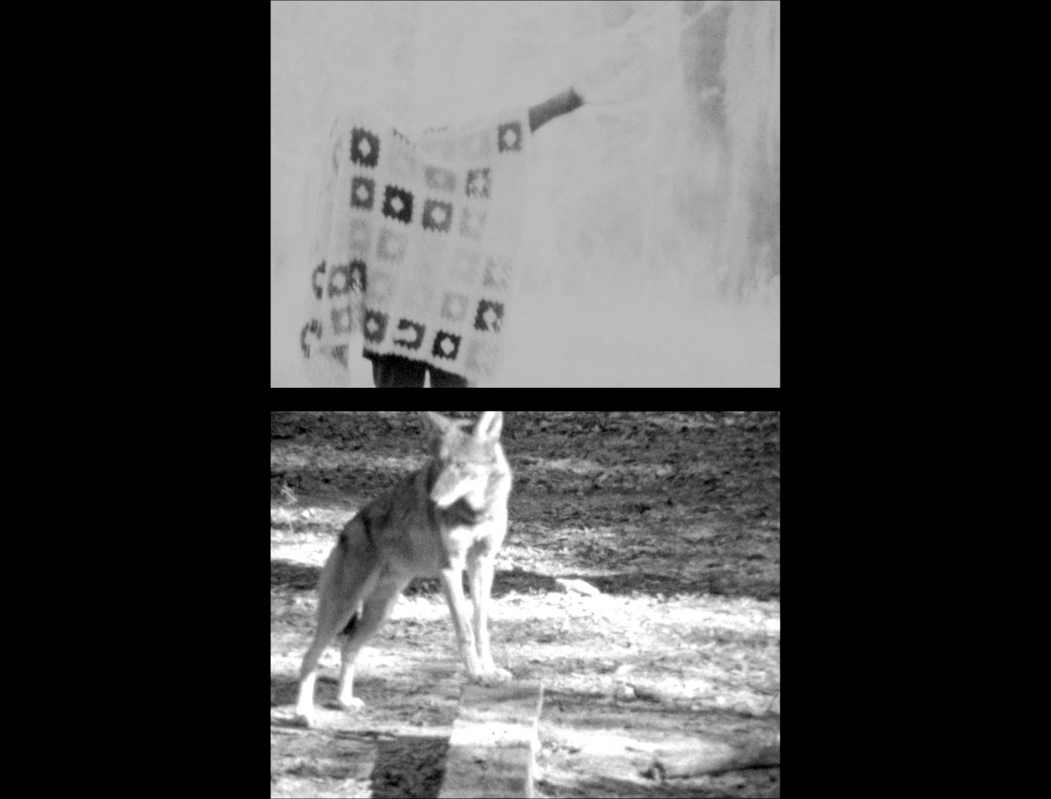 Still from Red Wolf, 2018, Two channel video, 1:22 mins