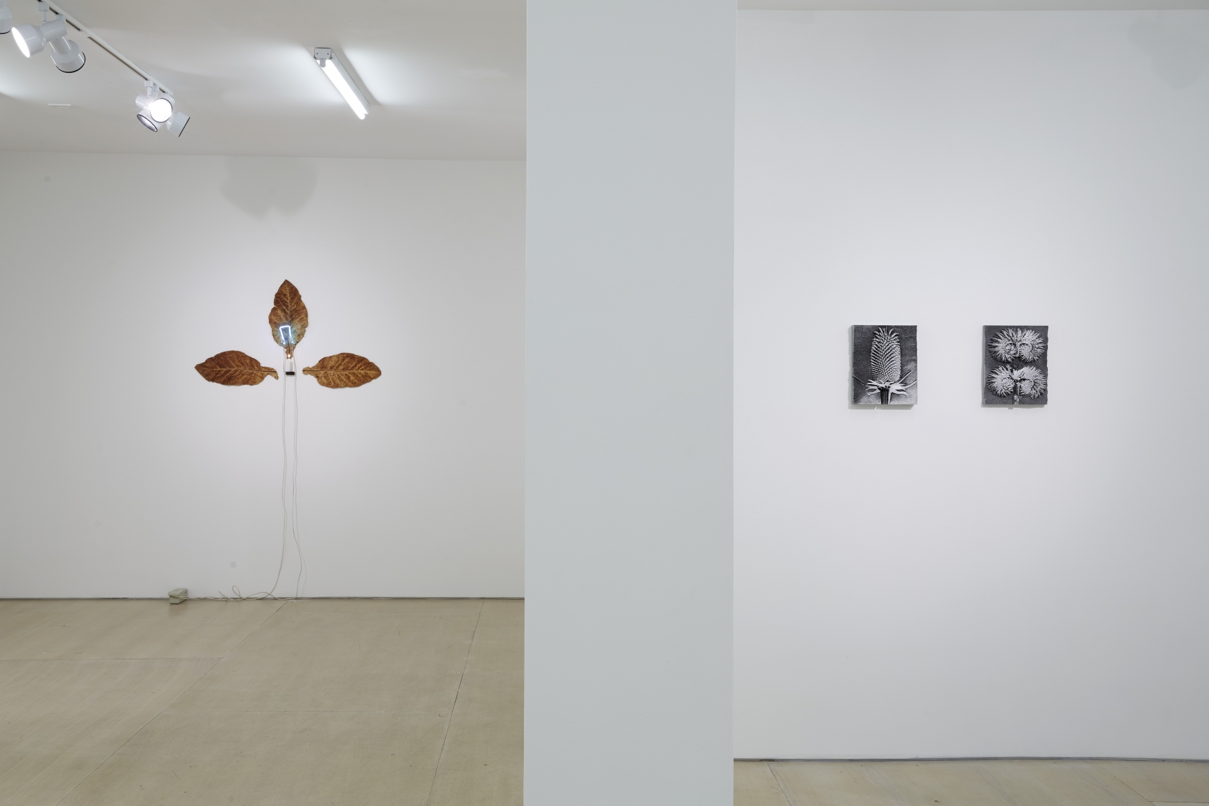 Ordering Nature (Installation View), 20 Clinton Street, 2015
