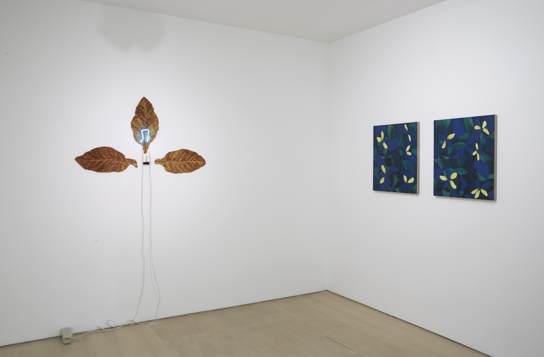 Ordering Nature (Installation View), 20 Clinton Street, 2015