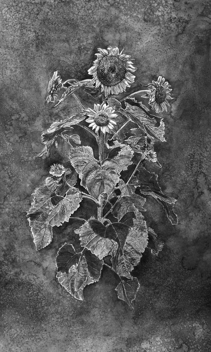 drawing of sunflowers by hans op de beeck