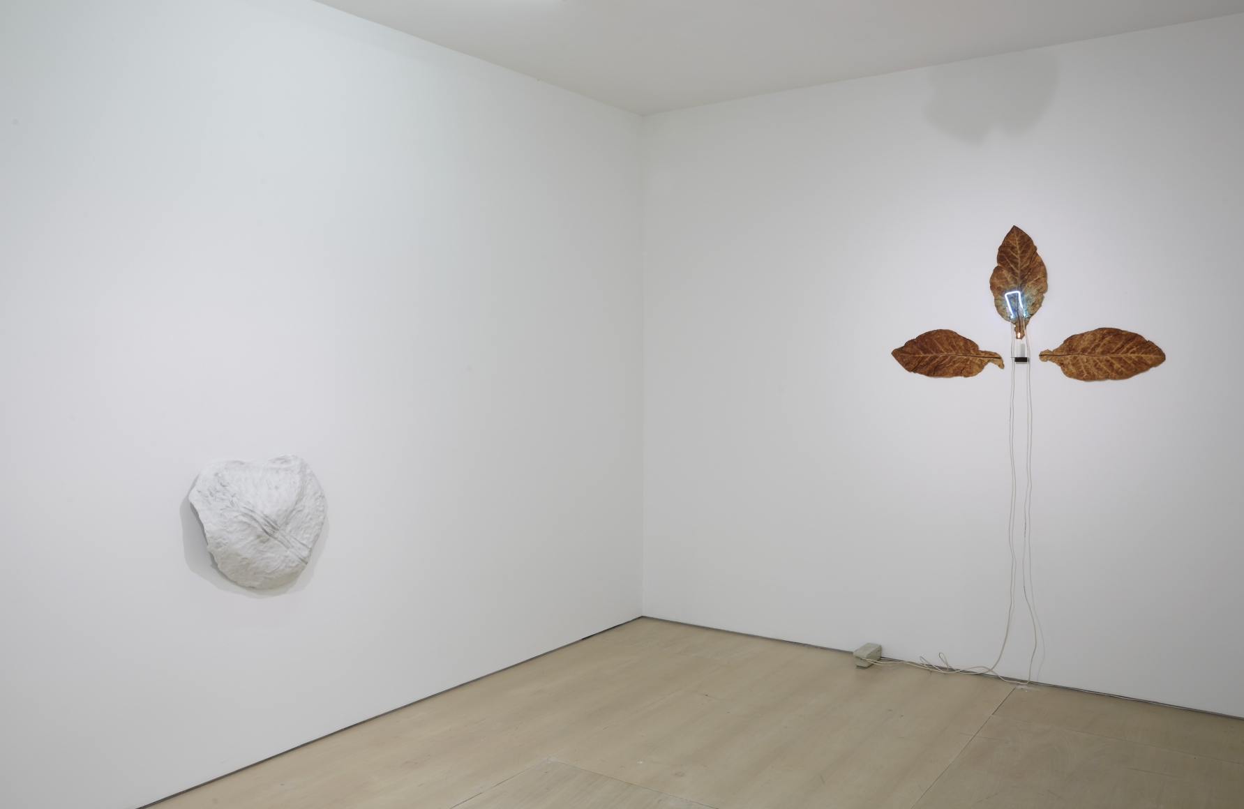 Ordering Nature (Installation View), 20 Clinton Street, 2015