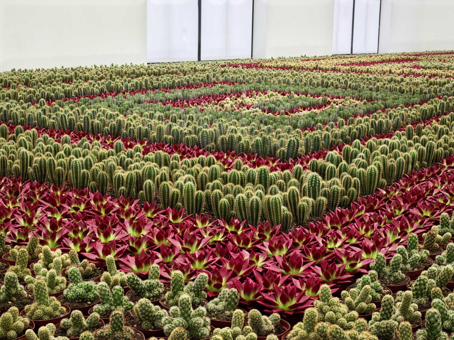 Cactus Painting, 1998 (detail), Cactus Elongatas and Verdologas
