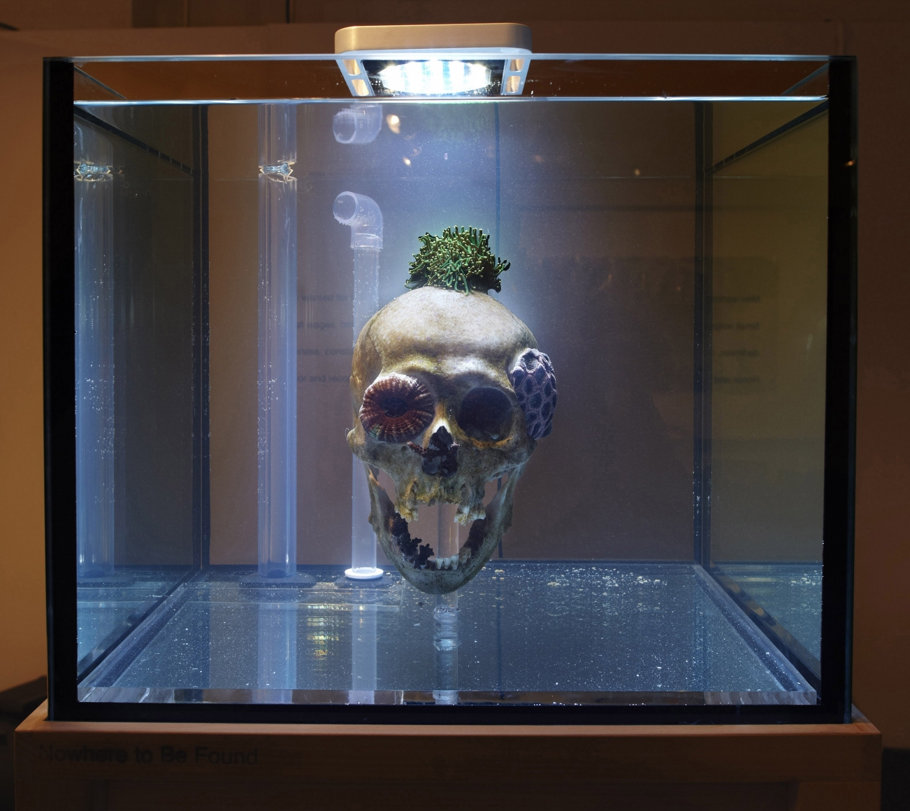 skull in an aquarium tank by mathias kessler