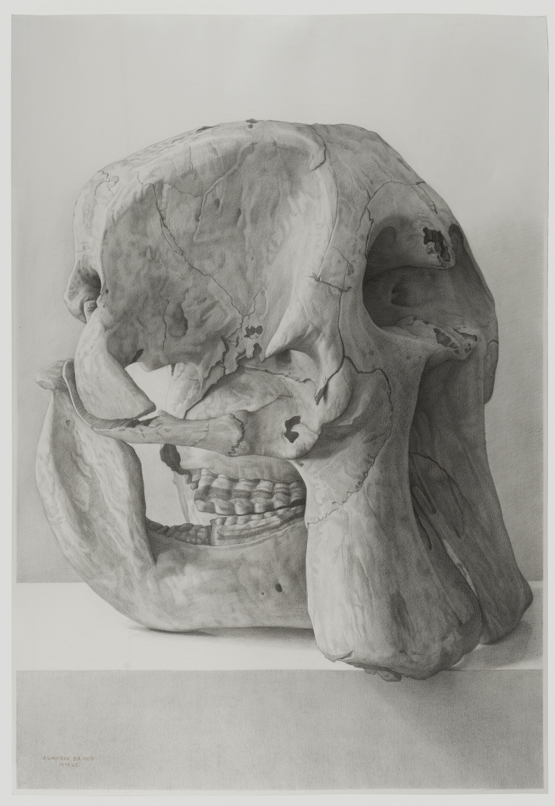Claudio Bravo, Elephant Skull, 2006, pencil on paper, 43 1/4 x 29 1/2 inches