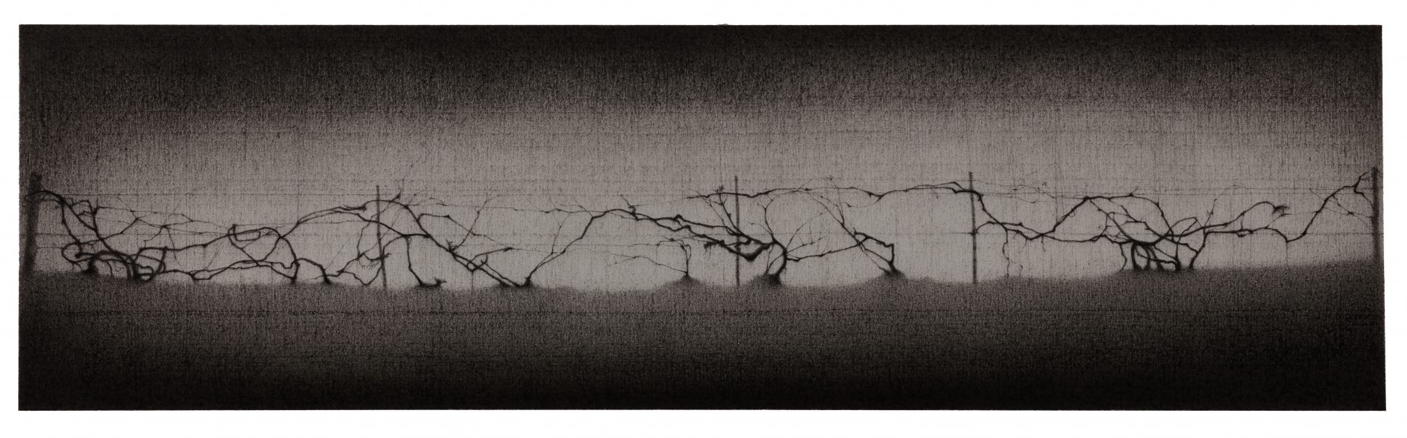 anthony mitri, Grapevine, Bundysburg, 2017, charcoal on paper, 7 1/2 x 26 1/2 inches
