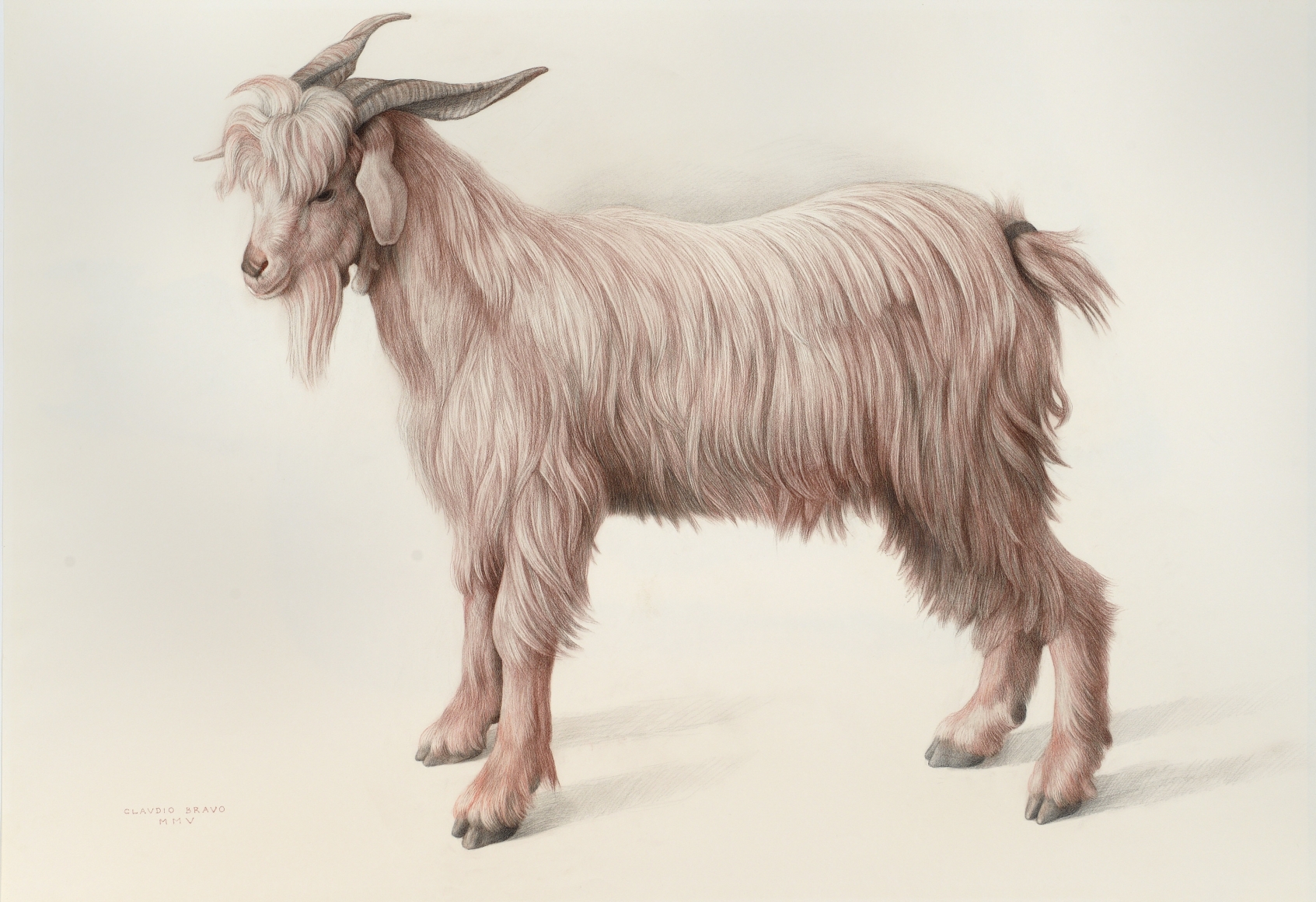 Claudio Bravo, Cabrita (Chivo), 2005, sanguine on paper, 28 5/8 x 42 1/2 inches