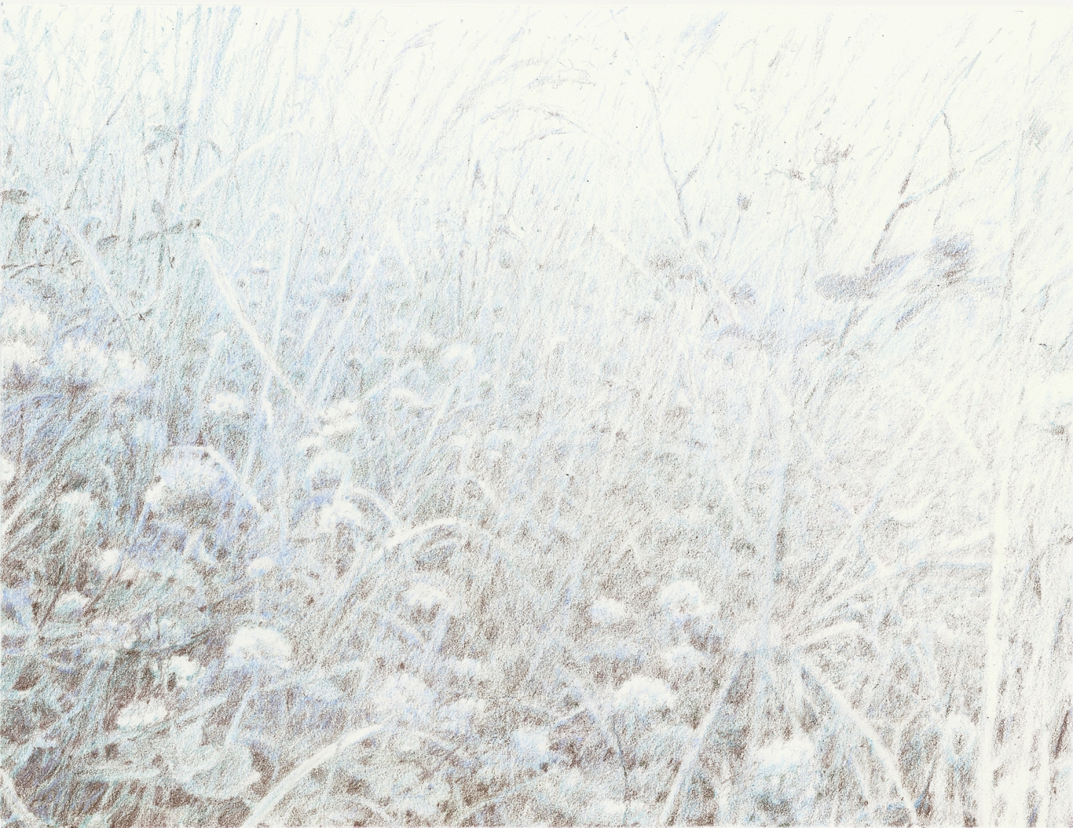 Oleg Vassiliev, Meadow with Flowers, 1998, graphite and colored pencil on paper, 15 x 11 inches