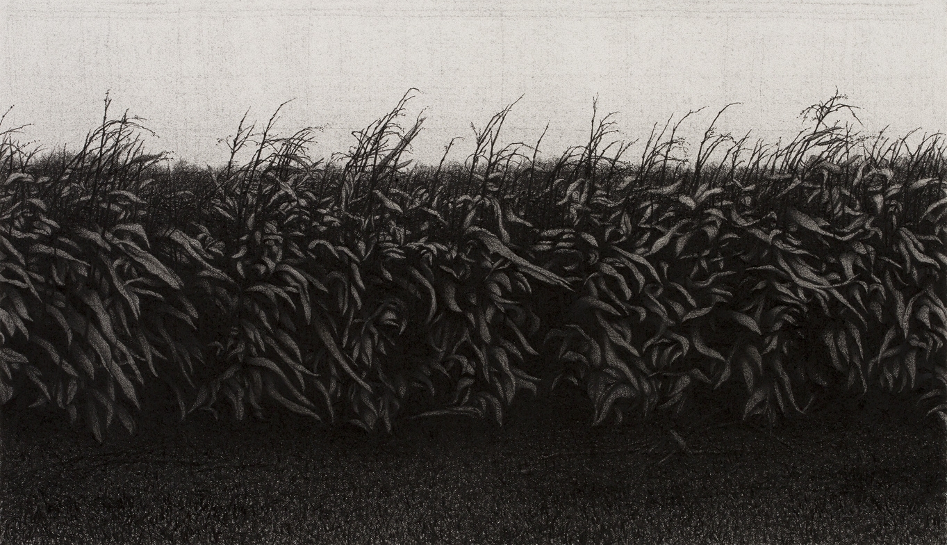 anthony mitri, Corn, Bundysburg, 2013, charcoal on paper, 9 1/4 x 16 inches