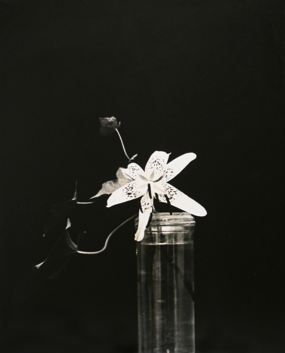 Constantin Brâncuşi - Lis, c. 1925 Gelatin silver print, printed c. 1925 ; Bruce Silverstein Gallery