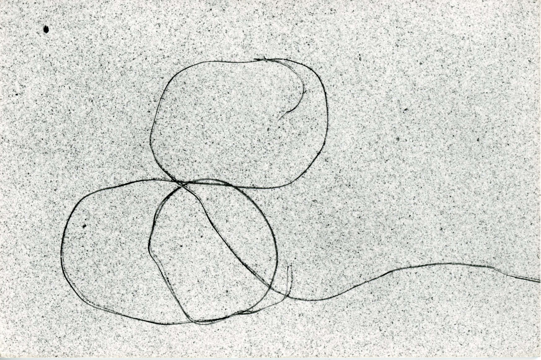 Seaweed #3 (Card), 1947, Gelatin silver print flush-mounted to board