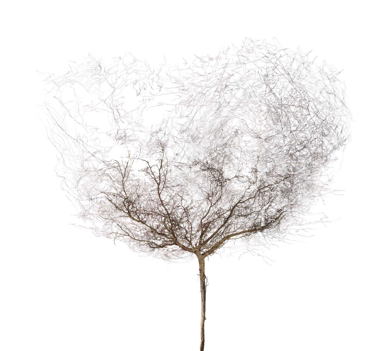 Bertrand Flachot Arborescence XV, 2019