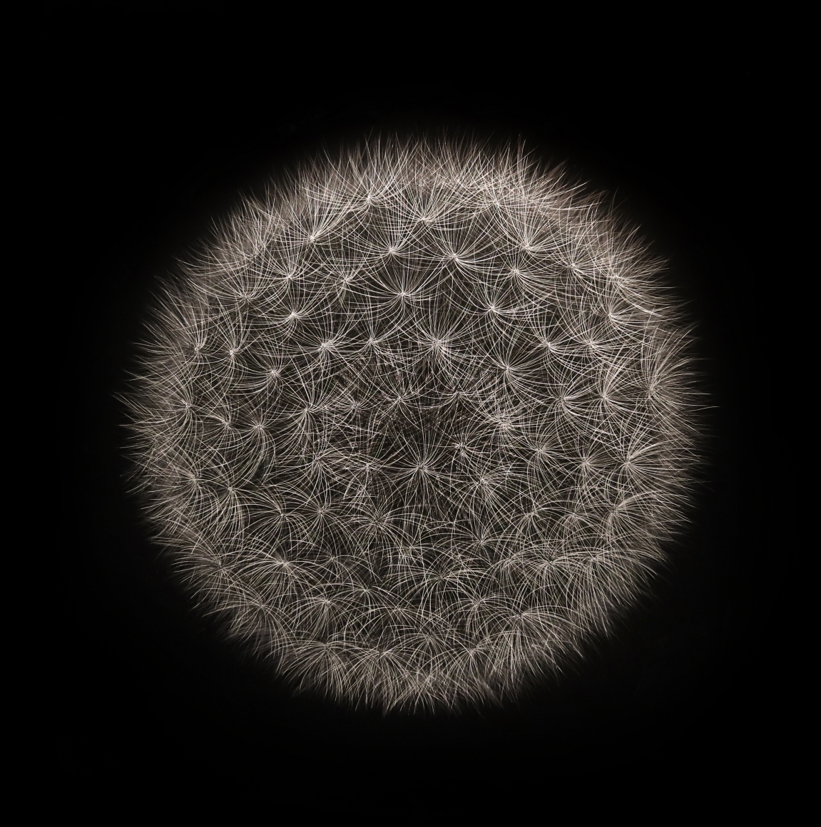 Mitchell Lonas Dandelion, Fall 2020, 2020