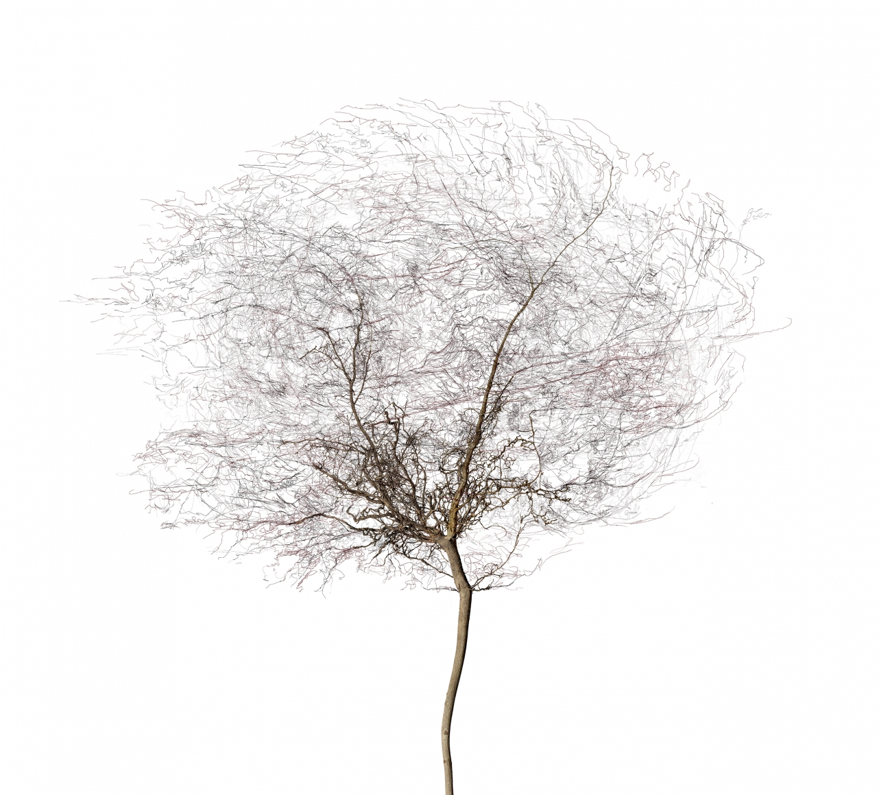 Bertrand Flachot Arborescence XIII, 2019