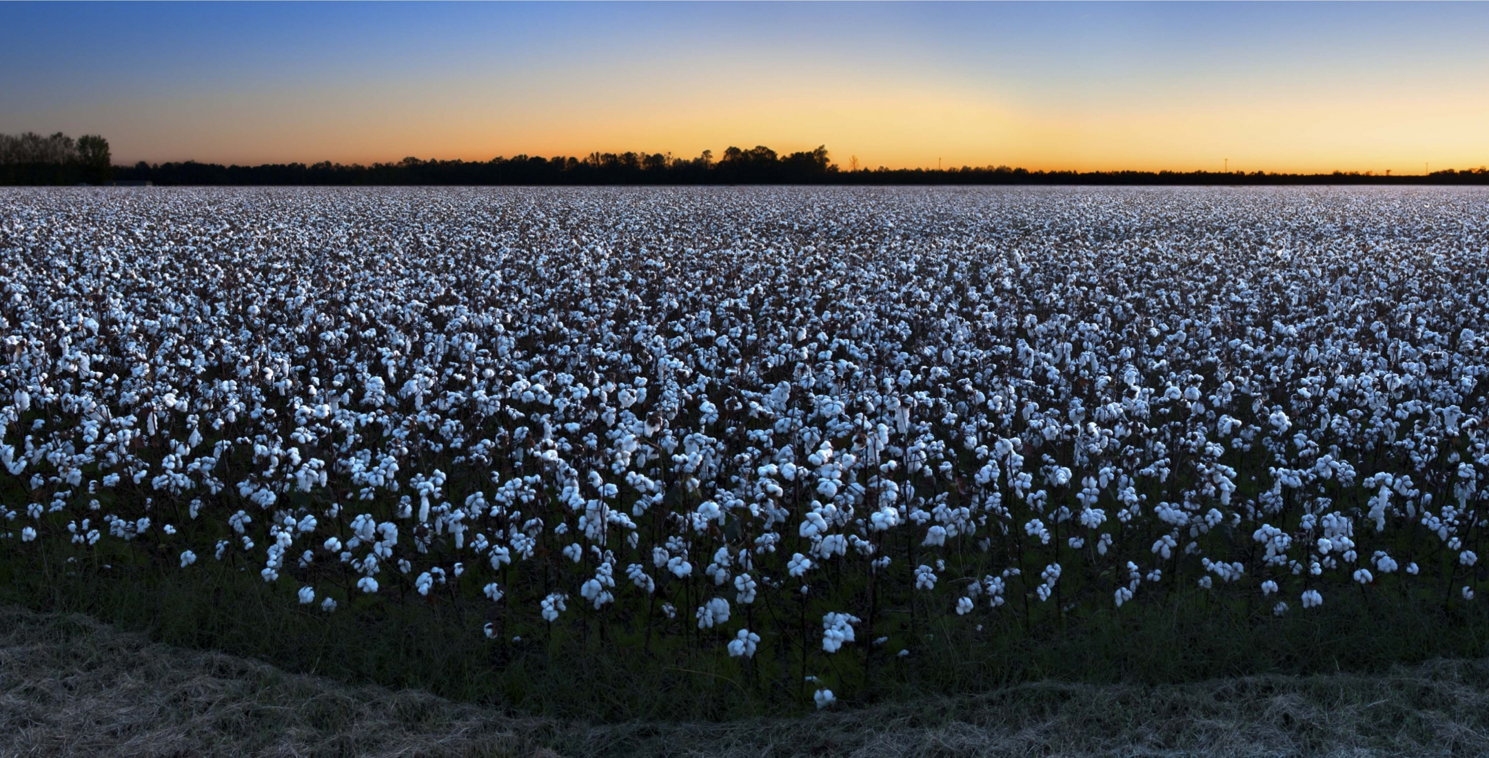 John Dowell - COTTON: Symbol of the Forgotten