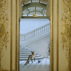 Karen Knorr