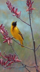 Aloe I - Speke's Weaver, 2015