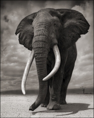 Nick Brandt