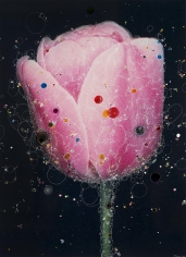 Sebastiaan Bremer