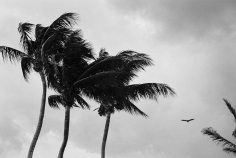 Priscilla Rattazzi, Hitchcock Palms IV, Palm Beach, 2008