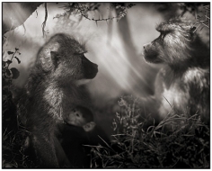 Nick Brandt, Baboons in Profile, Amboseli, 2007